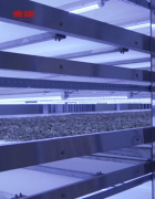 董德茶业现代化生产线，精制高质量福鼎白茶